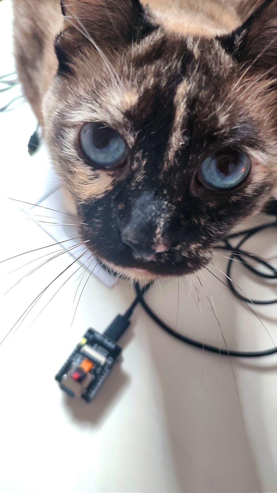 Budín with the ESP32-CAM